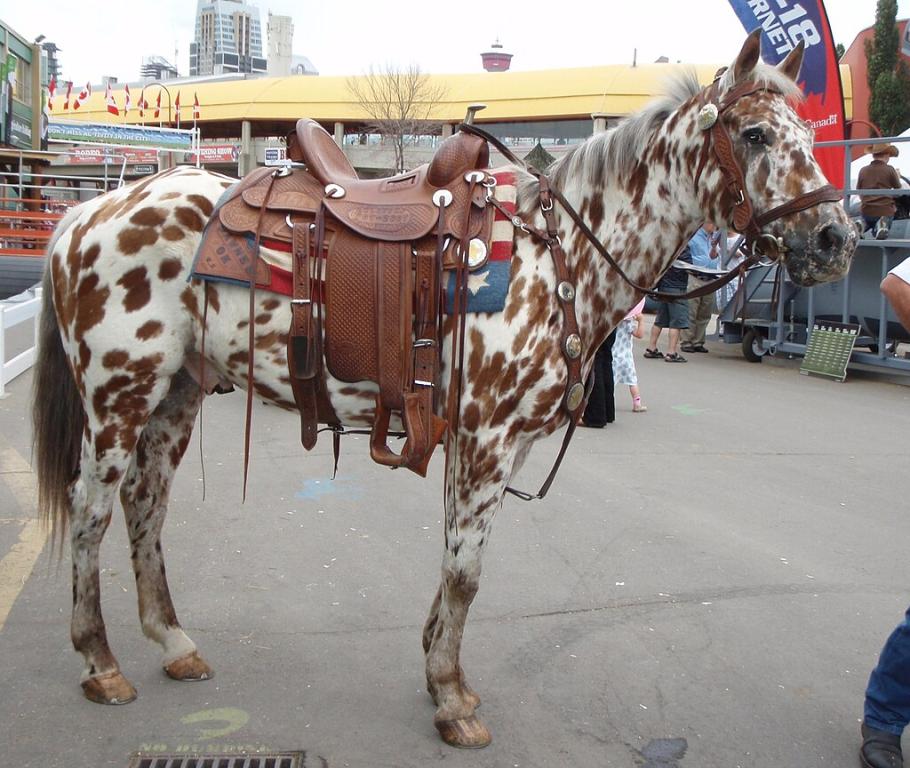 L'un des premiers étalons pur-sang Colorado Ranger - CC BY-SA 3.0 - Seerig 