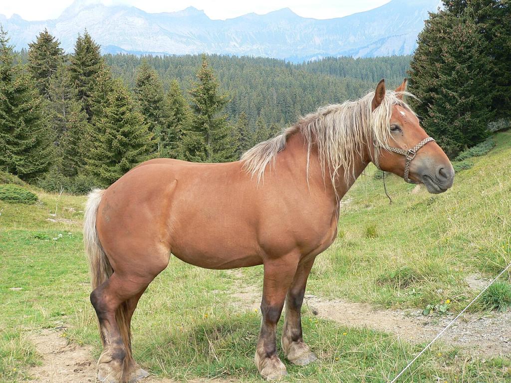 Cheval Comtois au col des Saisies en Savoie. 