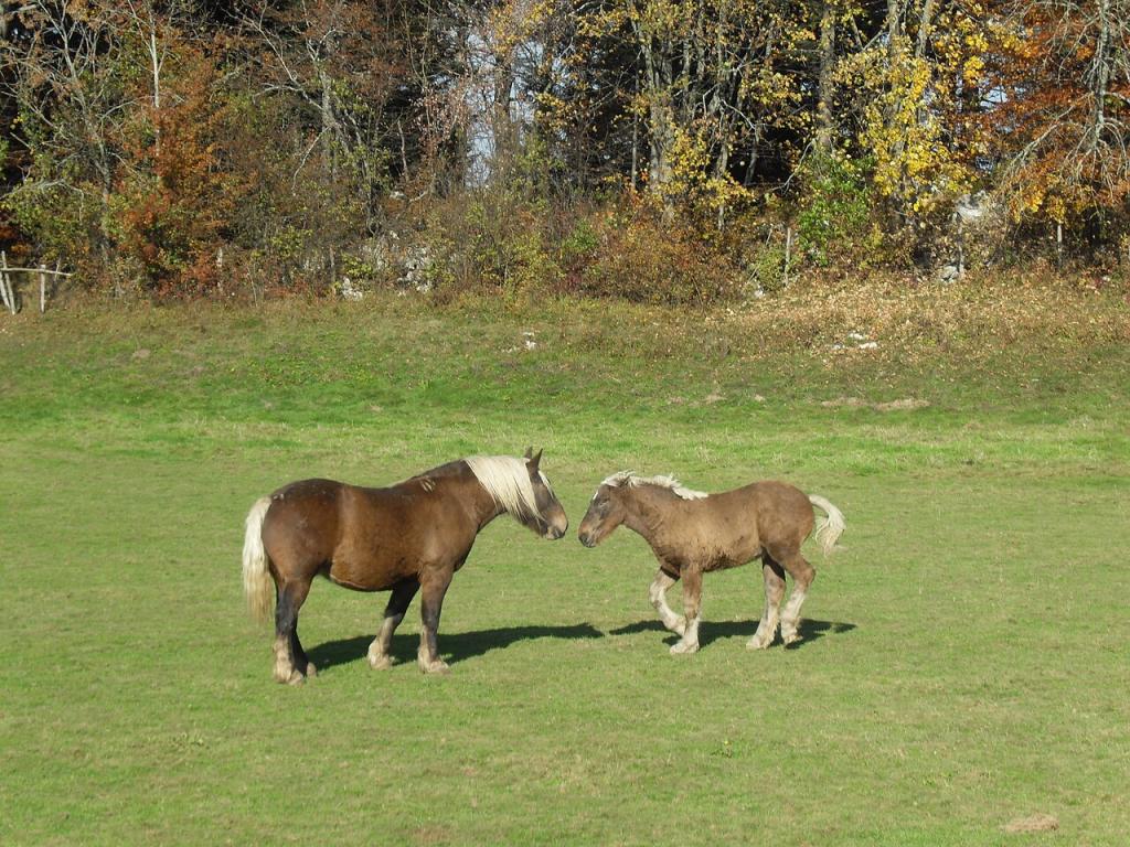 Des chevaux Comtois à Maîche, berceau de la race. - Photo : Wikipedro
