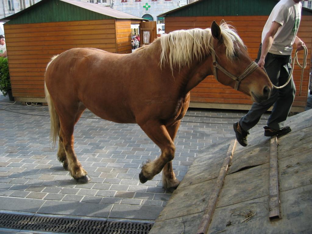 Un Cheval Comtois montant dans un van. - Photo : Arnaud 25 