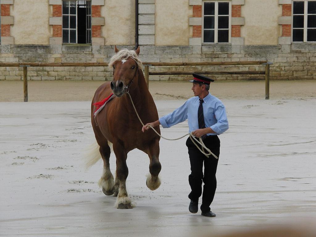 Présentation d'un étalon Comtois au haras national de Cluny. - Photo : Eponimm 