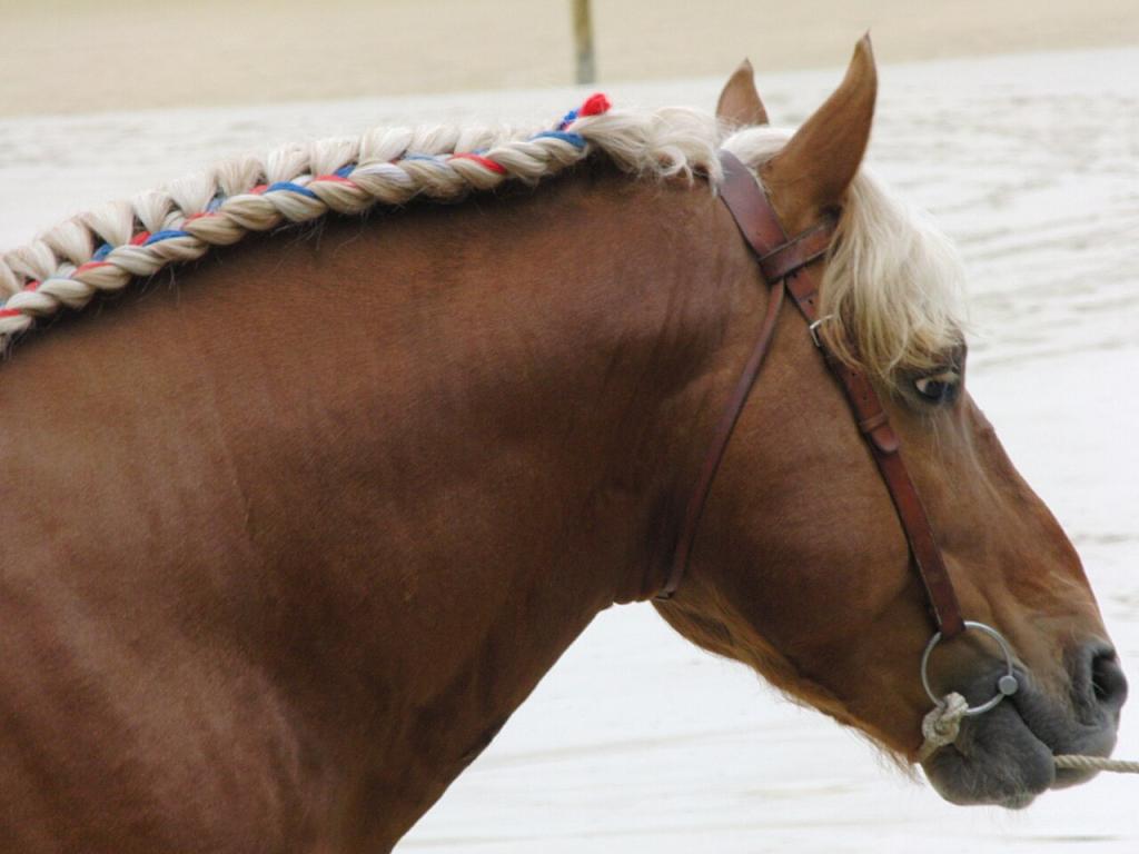 Tête d'un étalon Comtois au Haras de Cluny, Saône-et-Loire, France - Photo : Eponimm
