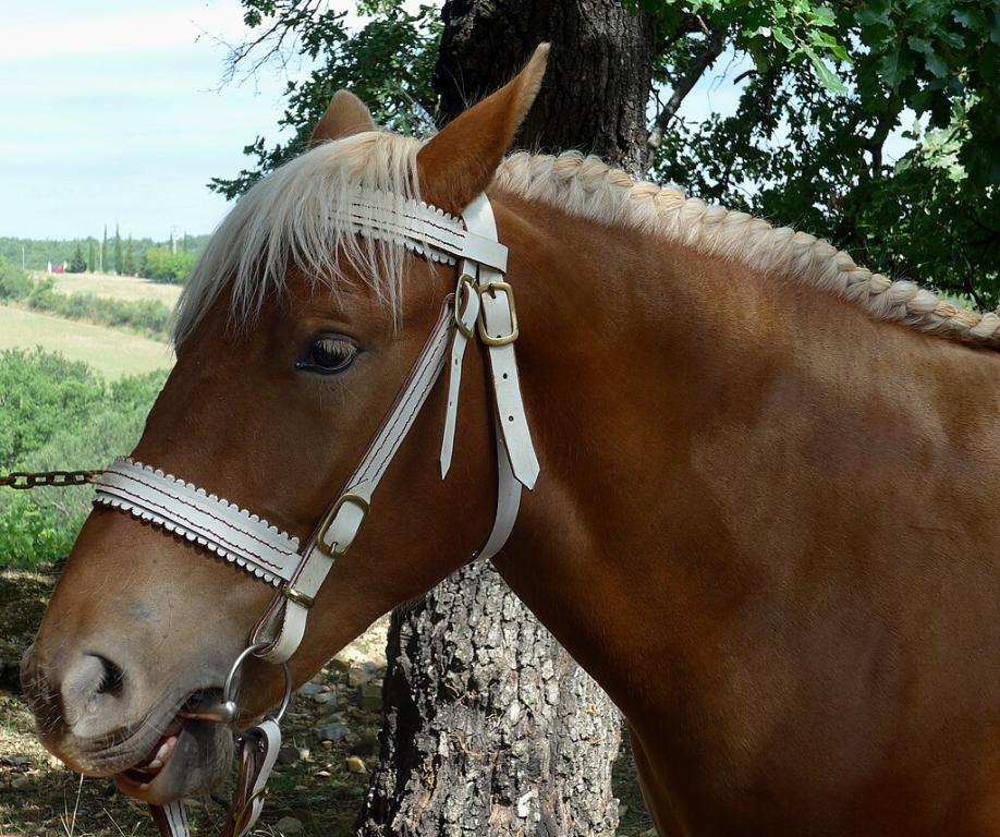 Cheval Comtois en exposition à Mirabel, profil gauche, 2017 - Photo : Celeda