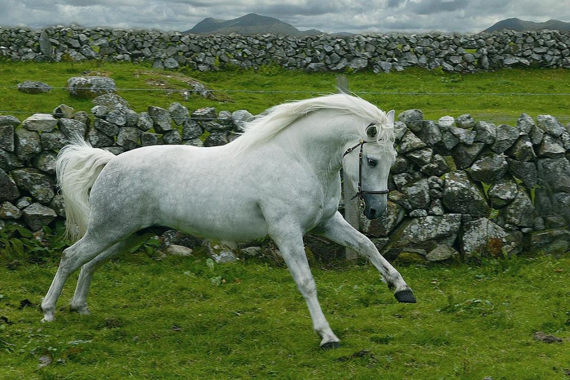 Gentle Dancer, étalon Connemara, en Irlande. - CC BY-SA 3.0 - Sophiesl