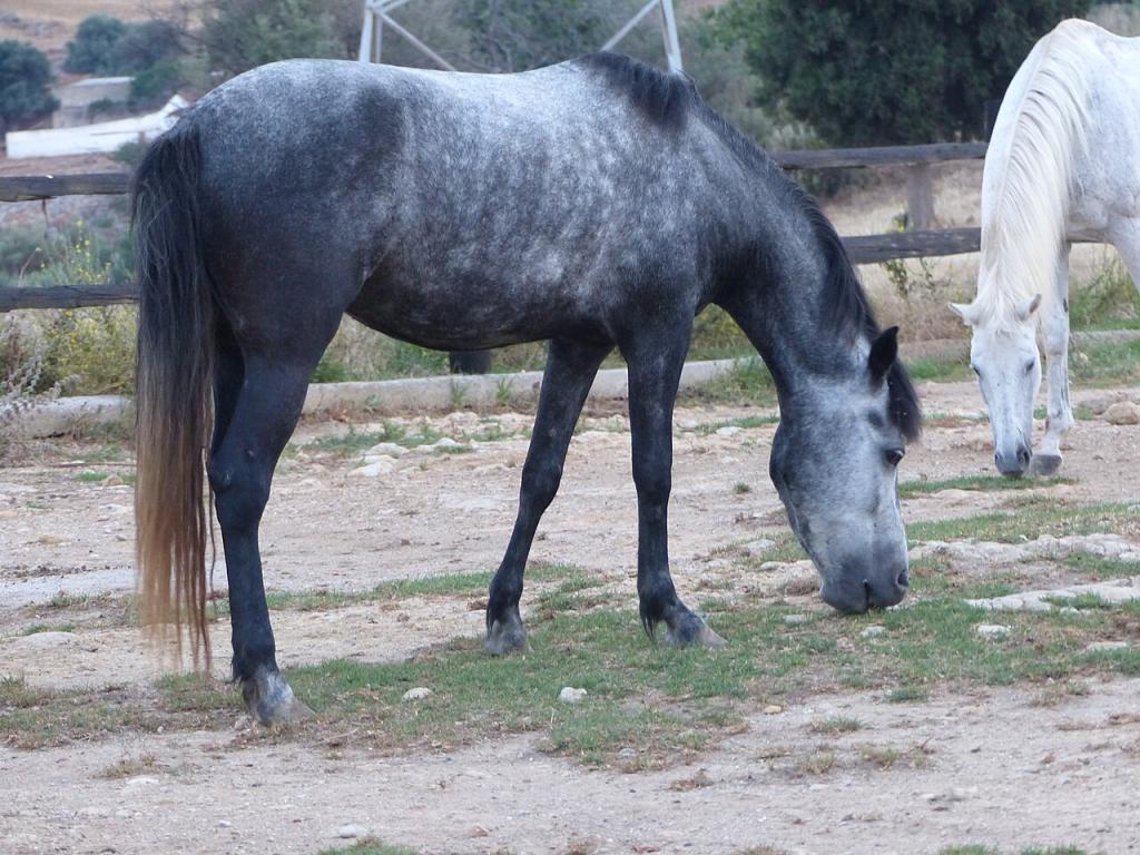 Jeune cheval crétois à Georgioupoli, Grillos stables - CC BY-SA 4.0 - Photo : Tsaag Valren 