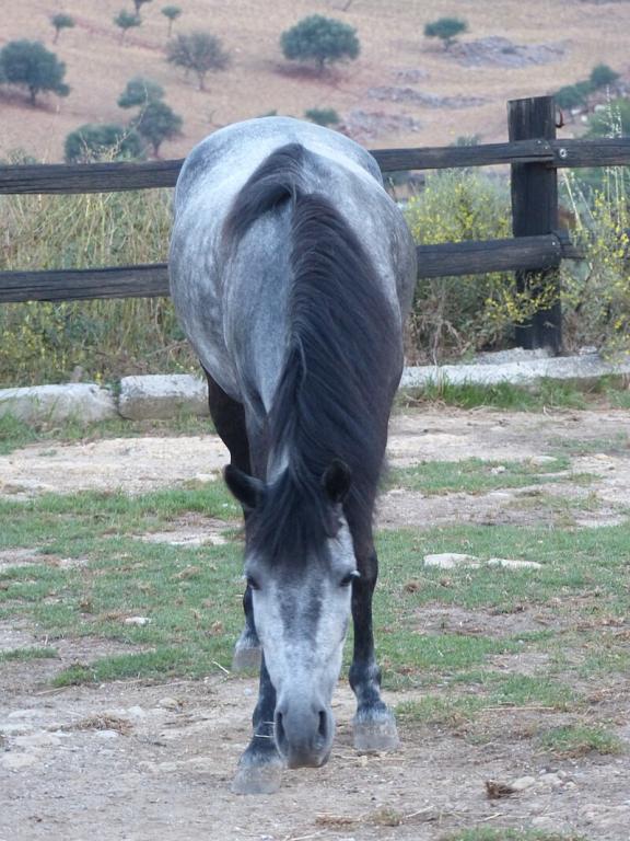 Cheval crétois gris, vu de face, à Grillos stables. - CC BY-SA 4.0 - Photo : Tsaag Valren 