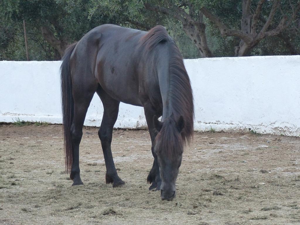 Cheval crétois noir, Grillos stables. - CC BY-SA 4.0 - Photo : Tsaag Valren