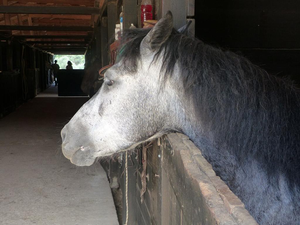 Jeune cheval crétois à l'écurie, Grillos stables. - CC BY-SA 4.0 - Photo : Tsaag Valren 
