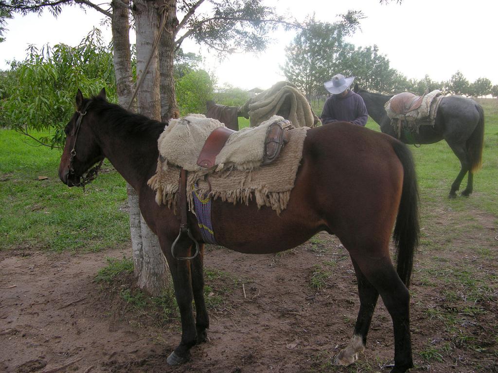 Criollo paraguayen Cheval du Paraguay - Domaine public - Andrea Grosse NBII 
