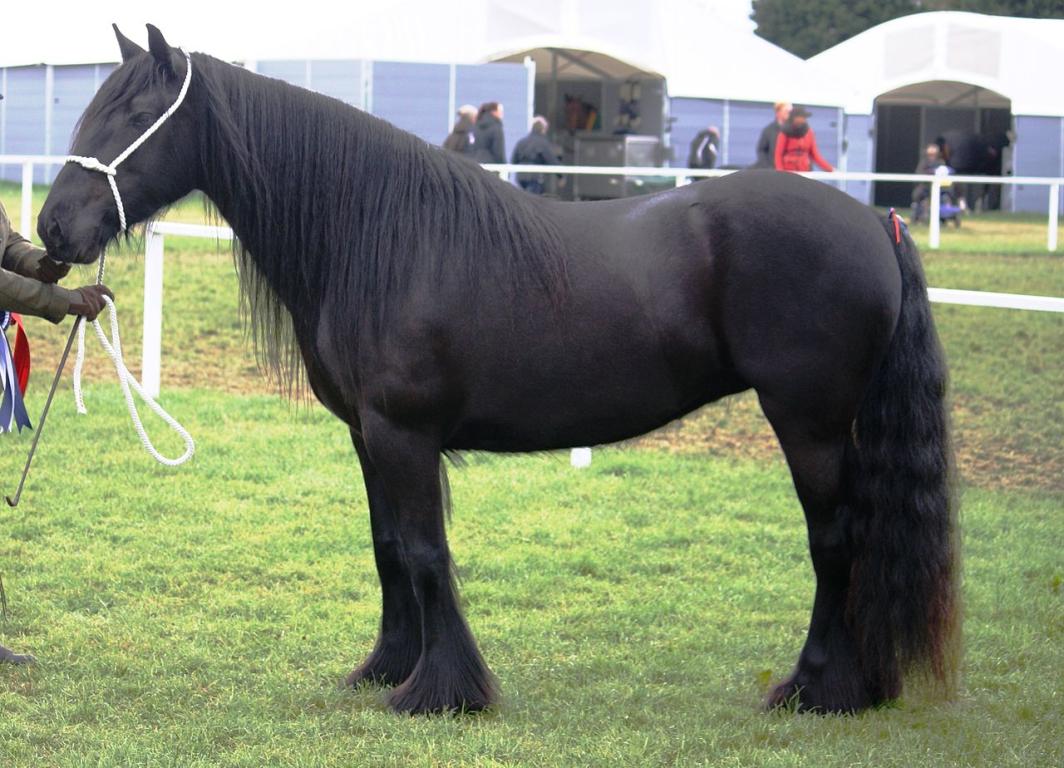 Dales Pony - Photo : Annapennell