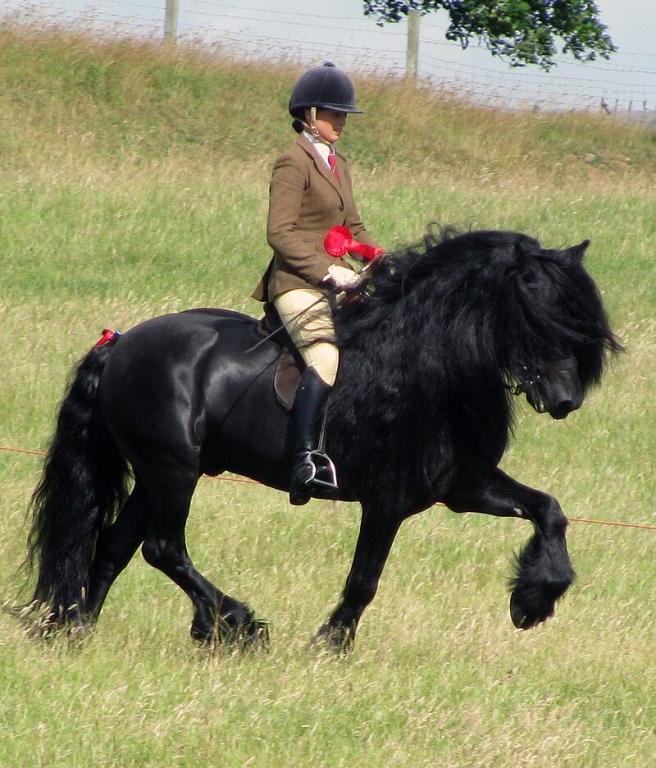 Étalon Dales Pony monté gagnant au concours de race Dales Pony Society 2013 - Photo : Annapennell