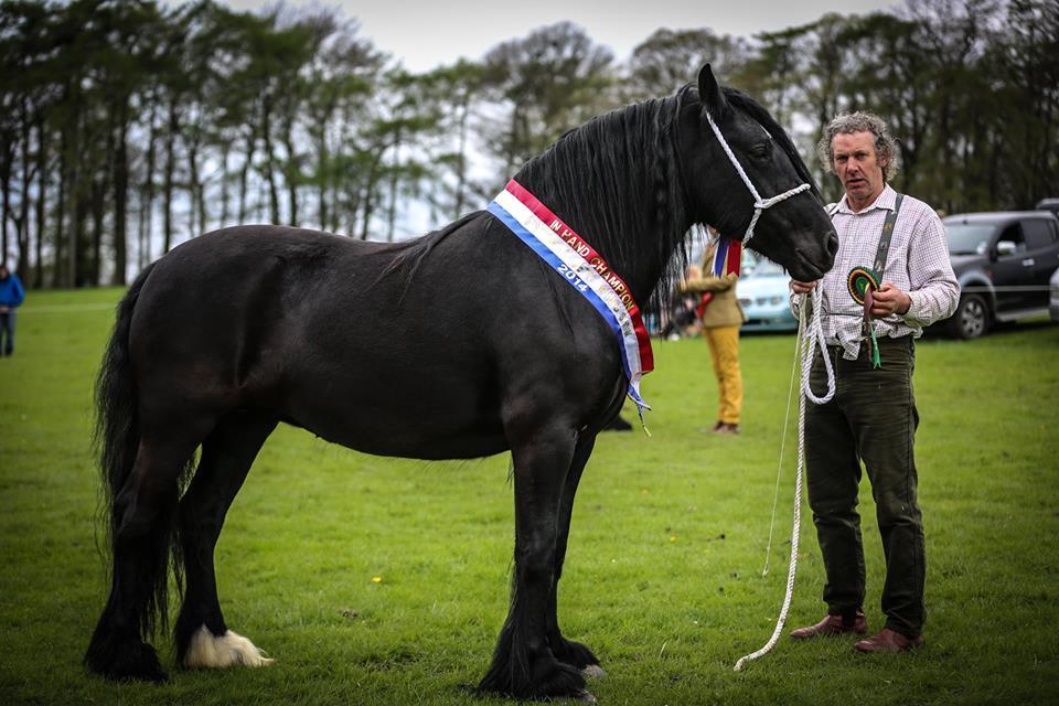 Championne de race du Royaume-Uni, jument poney Dales - Photo : The Dales Pony Society 
