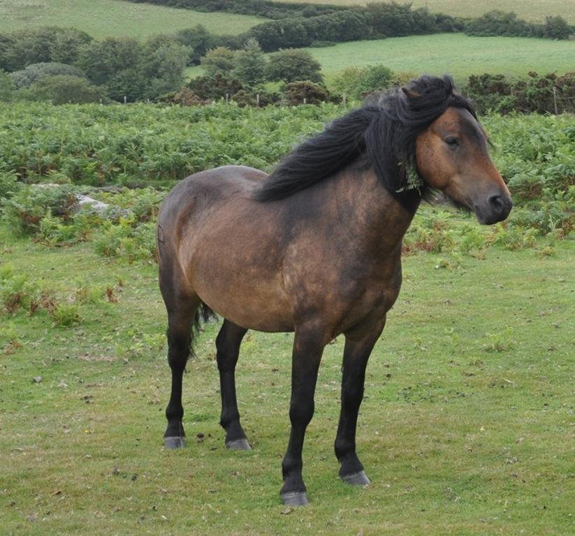 Dartmoor pony - Photo : DFoidl