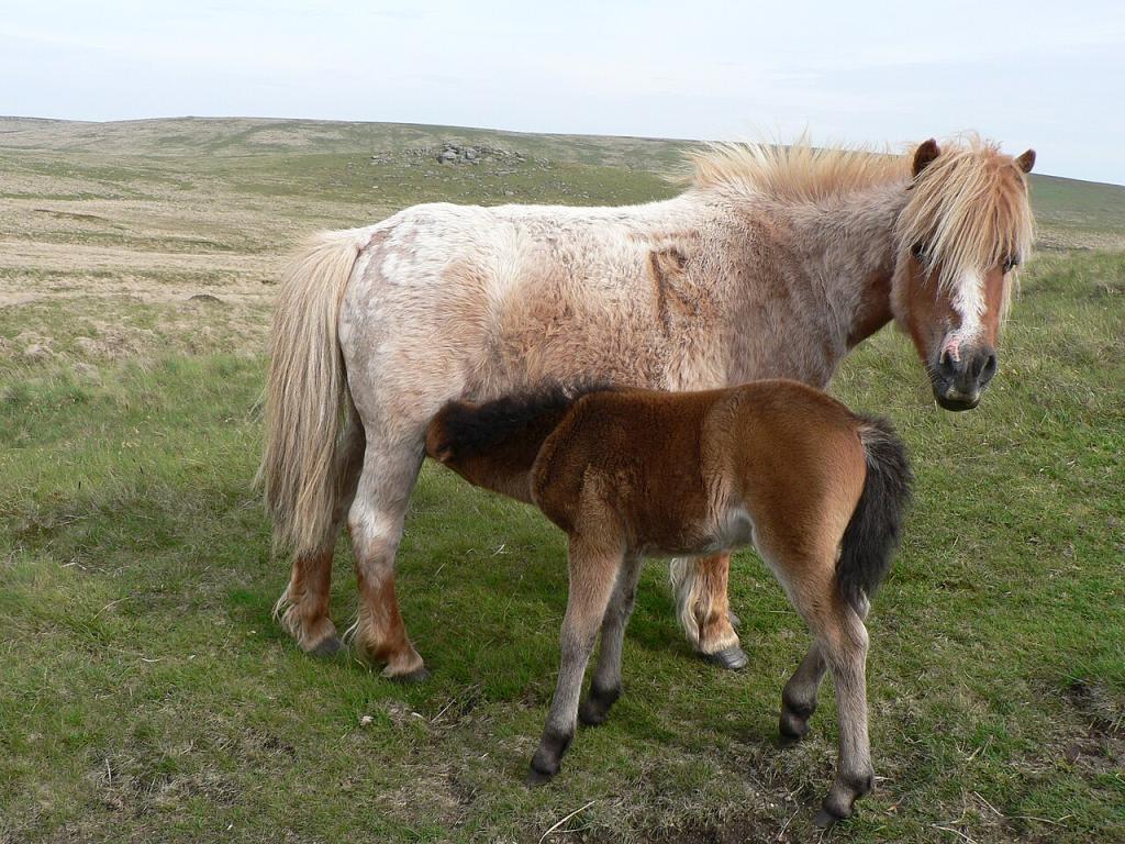  Une jument Dartmoor allaitant son poulain - Photo : lostajy