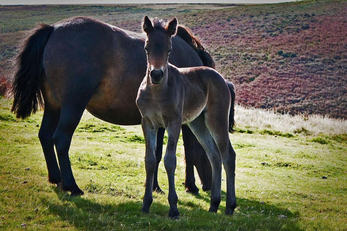 Femelle Dartmoor en semi-liberté avec son poulain. - Photo : Mark Robinson