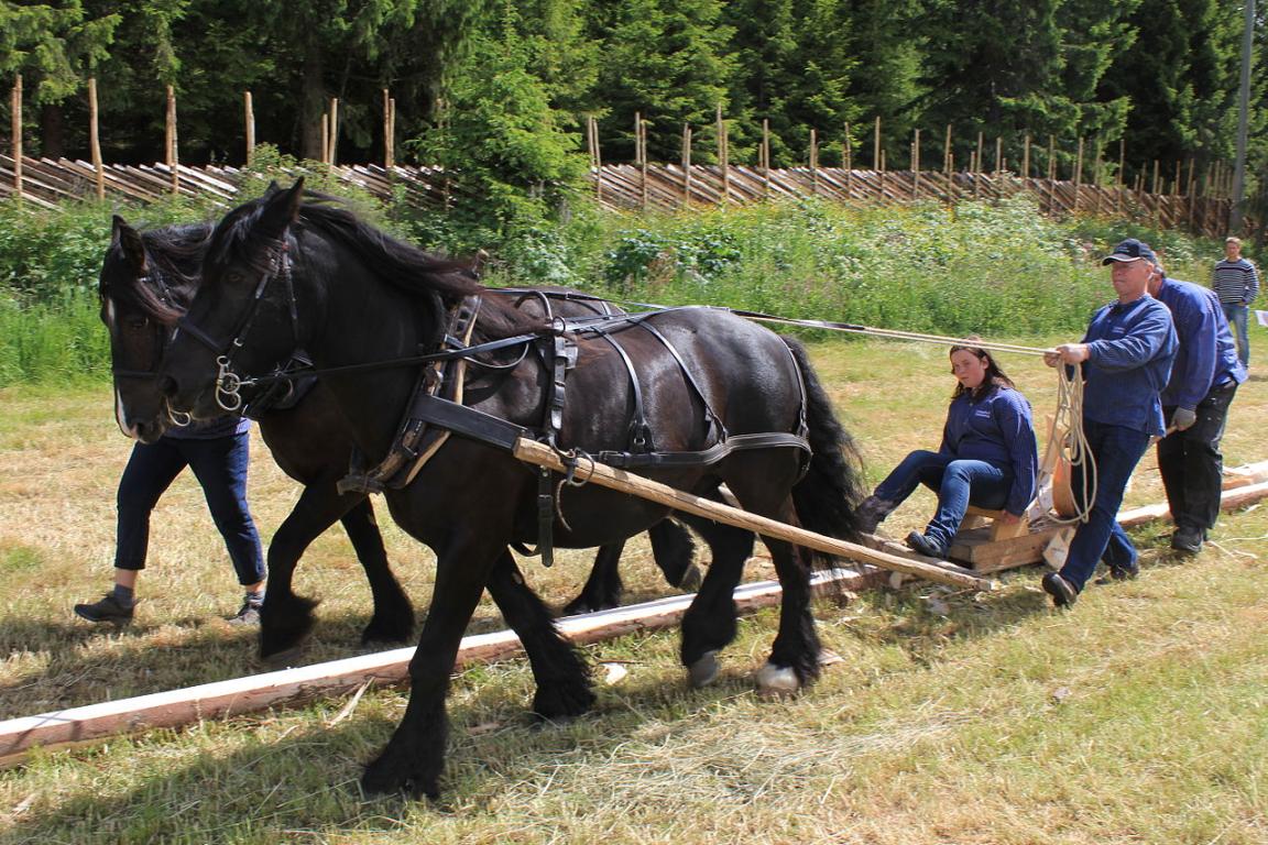 Travail de traction avec une paire de Døle - CC BY-SA 3.0 - Øyvind Holmstad