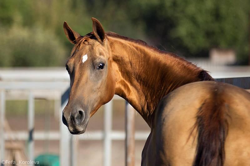 Tête d'un cheval du Don. - CC BY-SA 4.0 - Fefa Koroleva 