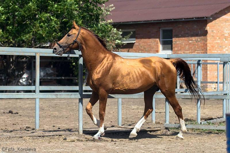 Cheval du Don alezan à reflet brillant. - CC BY-SA 4.0 - Fefa Koroleva