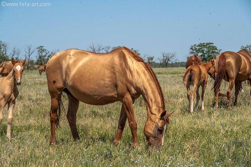 Groupe de chevaux du Don élevés en taboun. -  CC BY-SA 4.0 - Fefa Koroleva 