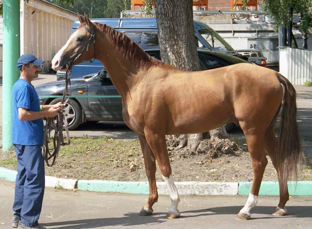 Cheval du Don présenté en main à l'arrêt. -  Domaine public - Лена 