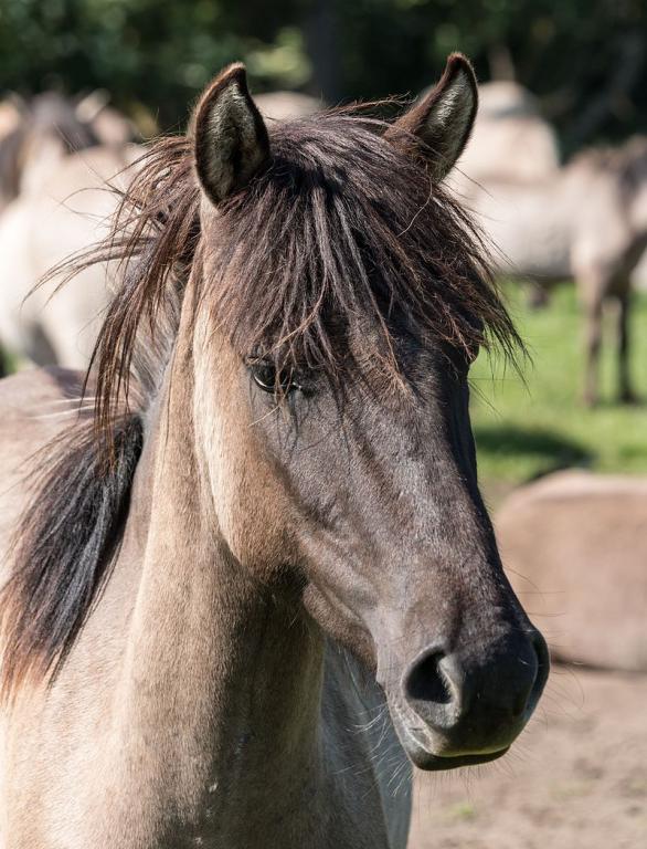 Poney Dülmener - Dietmar Rabich