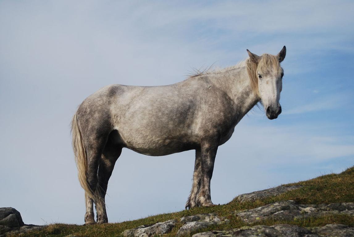 Eriskay pony, Beinn Sciathan, Eriskay - CC BY-SA 3.0 - Mipmapped 