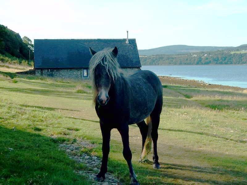 Un poney Eriskay sur l'île Holy. - CC BY-SA 3.0 - Picture by Sarah Lionheart taken in August 2003.