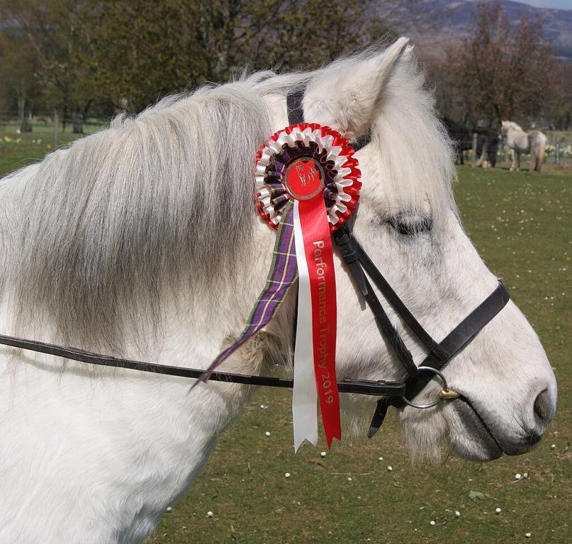 Tête d'un poney Eriskay primé lors d'un show. - CC BY-SA 4.0 - Photo : West!islandman