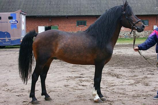 Cheval estonien bai pommelé - CC BY-SA 3.0 - Rozpravka