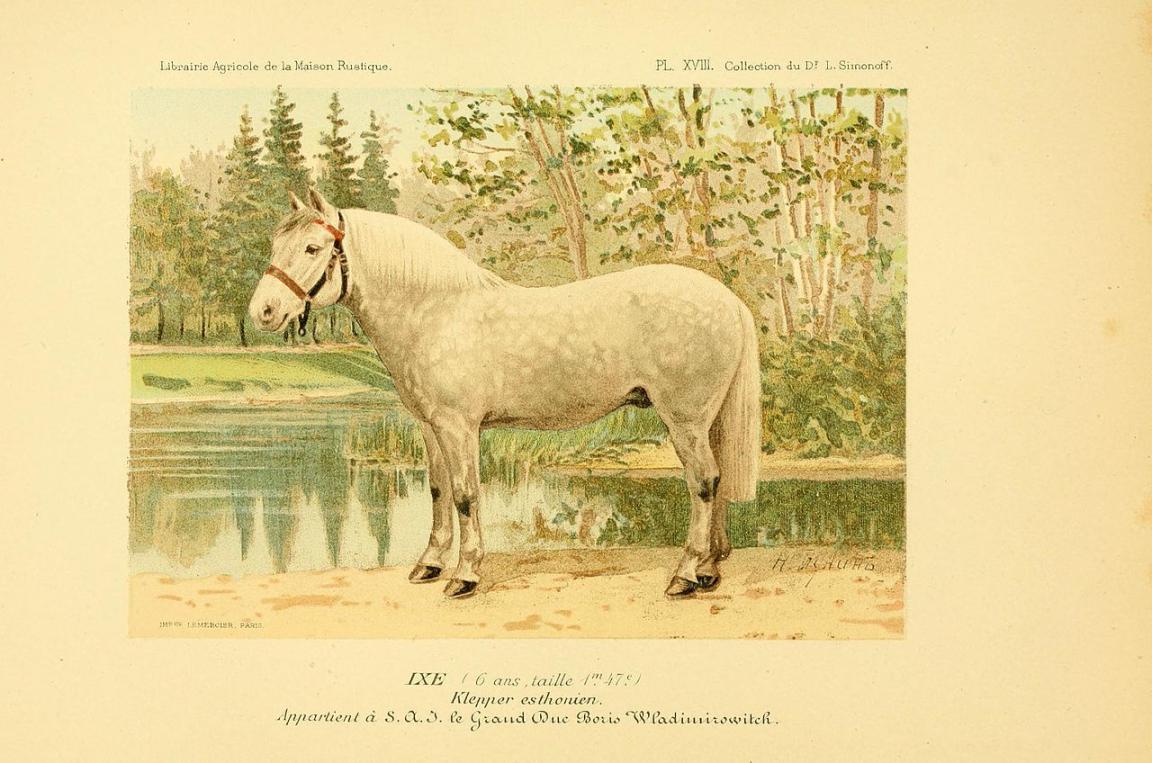« Klepper estonien » dans Les races chevalines, 1894 - Domaine public - Bunin, N.; Imprimerie Lemercier et cie.; Merder, Ivan Karlovich; Rougeron, Vignerot & Cie.; Samokysh, Mykola; Simonov, L. N.