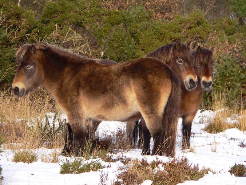 Poneys Exmoor en hiver : le poil de la robe est plus long. - CC BY 2.0 - Photo : me'nthedogs 