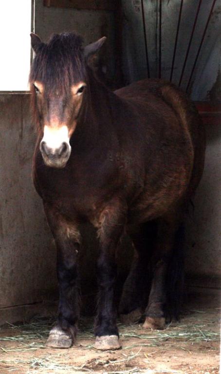 Poney Exmoor au modèle. - CC BY 2.0 - Photo : Just chaos