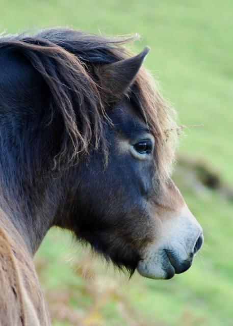 Exmoor poney étalon vu de profil - CC BY-SA 2.0 - Photo : Simon Huguet