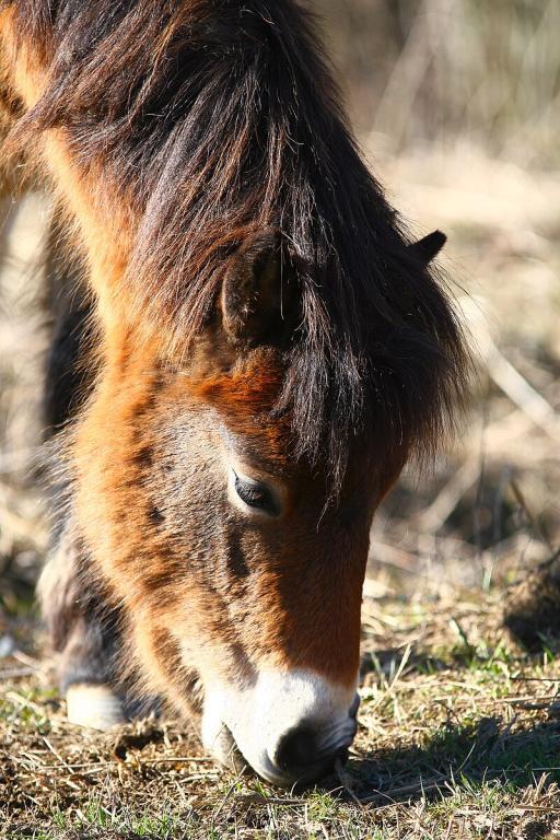 Exmoor Pony Poulain, broutant - CC BY-SA 4.0 - Photo : Adam Hauner 