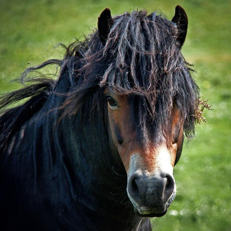 Vue de face Exmoor pony - CC BY 2.0 - Mark Robinson