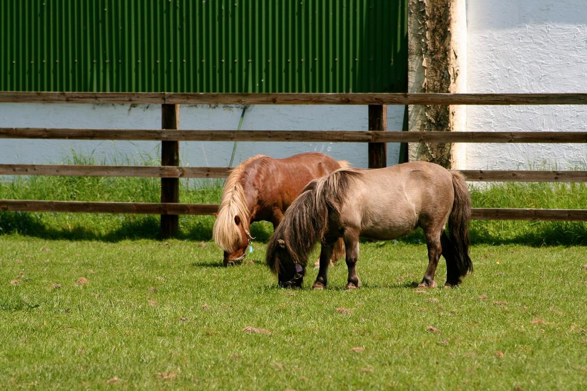 Deux Falabella en Irlande. - CC BY 2.0 - Karri Huhtanen Follow