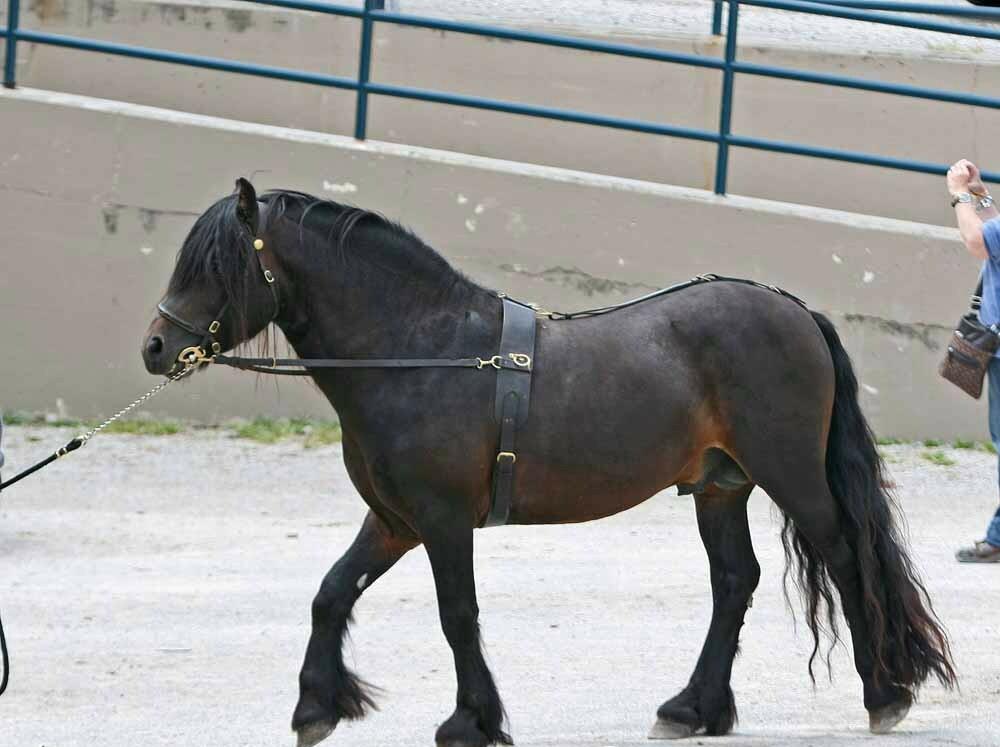 Fell Pony - CC BY 2.0 - Heather Moreton