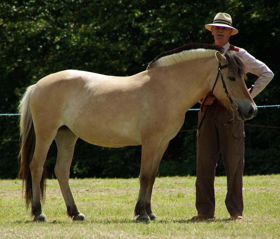 Poney Fjord au modèle - CC BY 2.0 - Nordlicht8 
