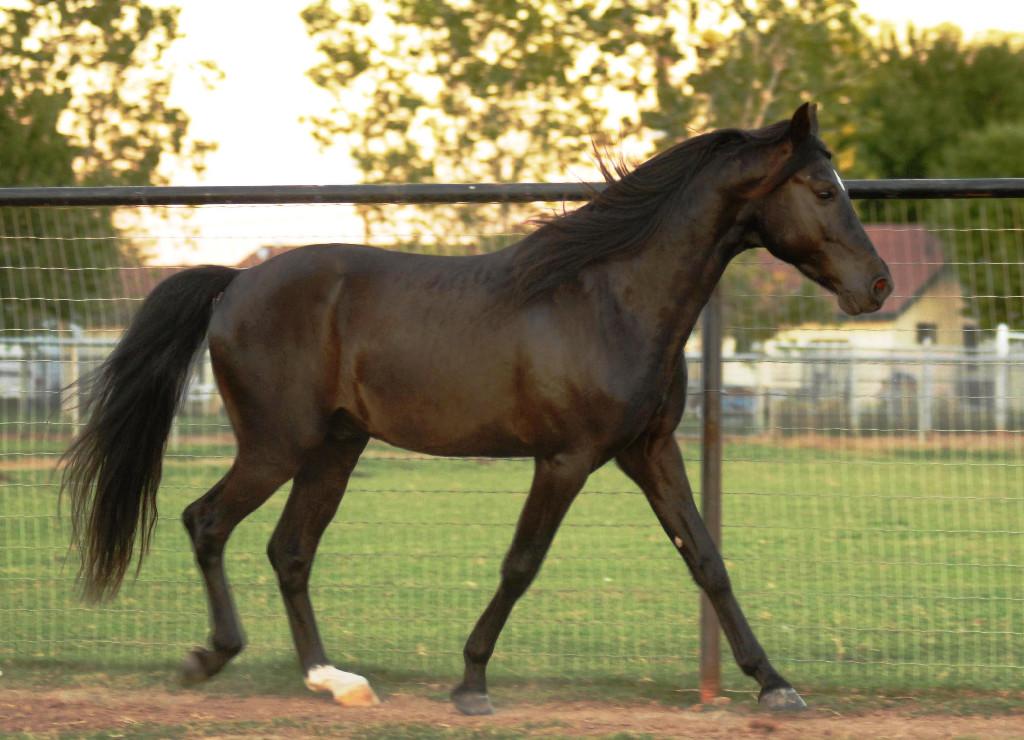 Quick Trigger, étalon Fox-trotter du Missouri de la robe noir réglisse -  CC BY-SA 3.0 - Kayla Oakes