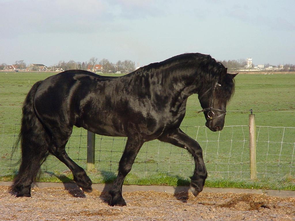 Frison au trot. - CC BY-SA 3.0 - B0rder