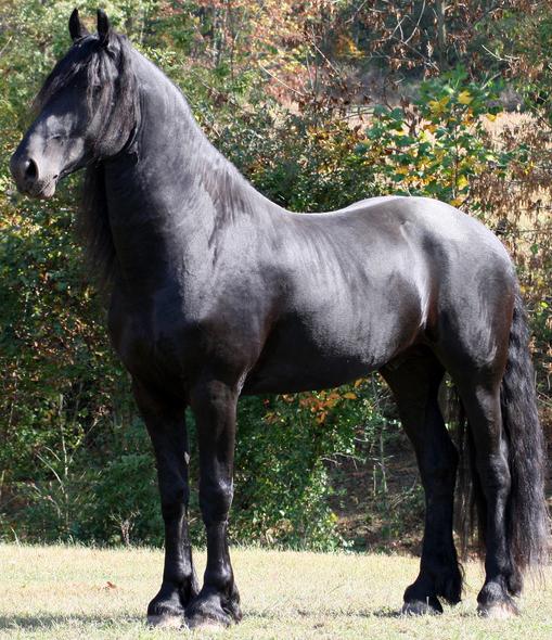 Cheval Frison, au modèle. - CC BY-SA 3.0 - Larissa Allen