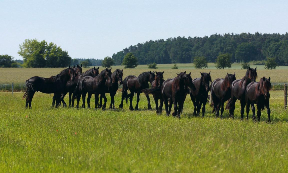 Groupe de juments Frison, dans une pâture. - CC BY-SA 4.0 - SudholtVerlag, Andé Sudholt 