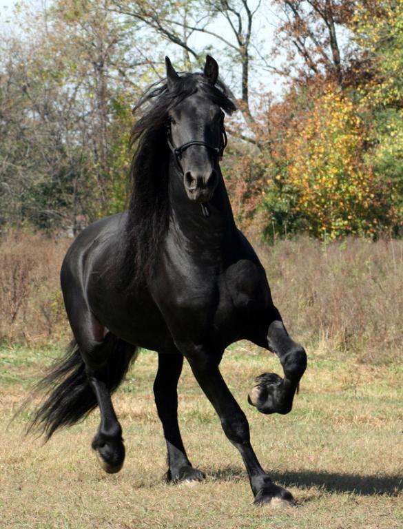 Étalon Frison dans son pré. - CC BY-SA 3.0 - Larissa Allen