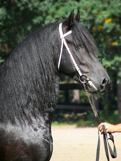 Frison Adulte en licol, vu de profil. - CC BY-SA 3.0 