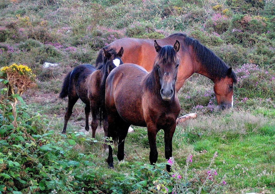 Poneys galiciens en liberté. - Photo : Xornal Certo