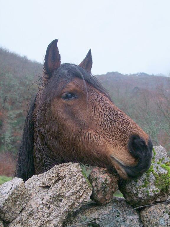 Détail sur la tête d'un Garrano à Gerês. - CC BY-SA 2.0 - Jota 