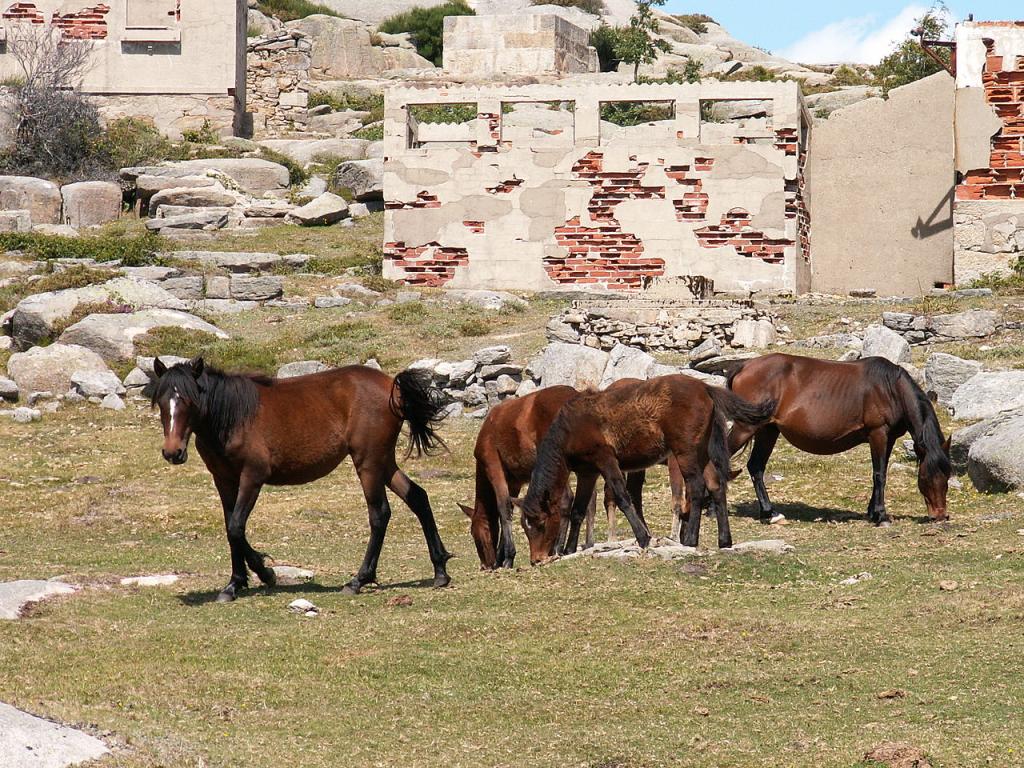 Groupe de Garranos dans le parc national de Peneda-Gerês. - CC BY 2.0 - Minas dos Carris XXIV