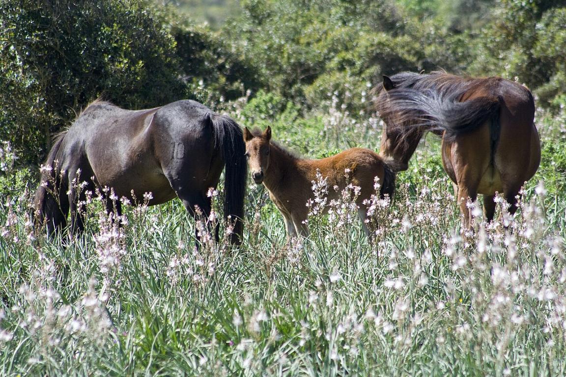 Groupe de chevaux de la Giara au printemps. - CC BY-SA 4.0 - Michele Zucca 