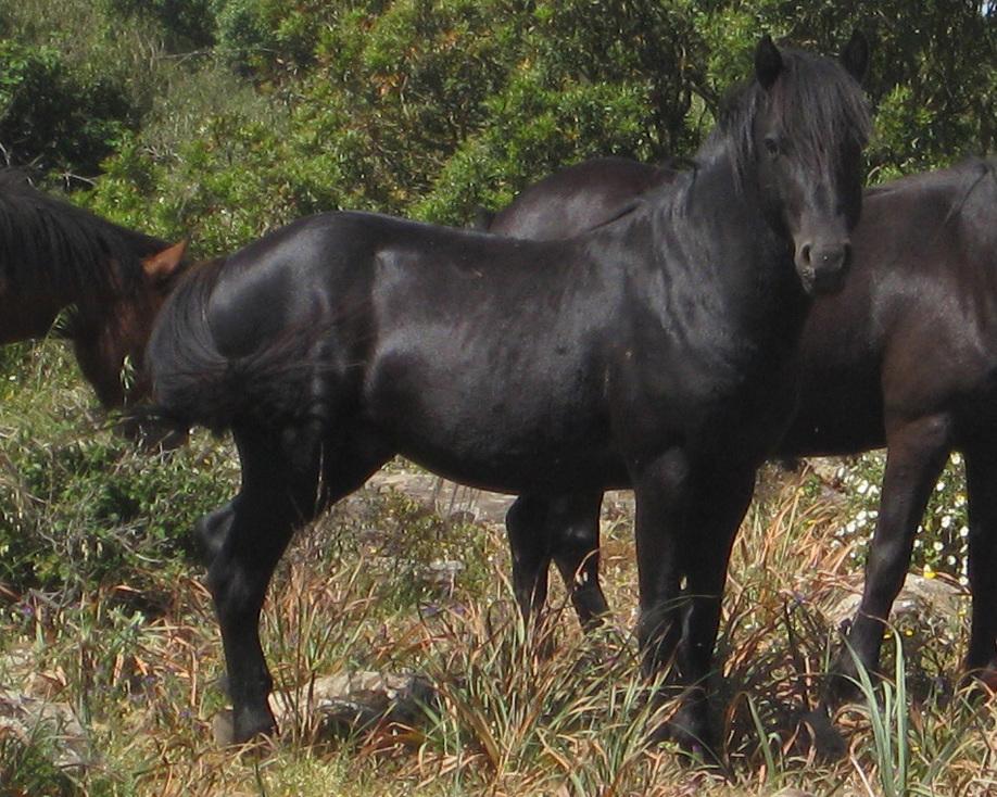 Cheval de la Giara en Sardaigne. - CC BY-SA 3.0 - Helga Steinreich 