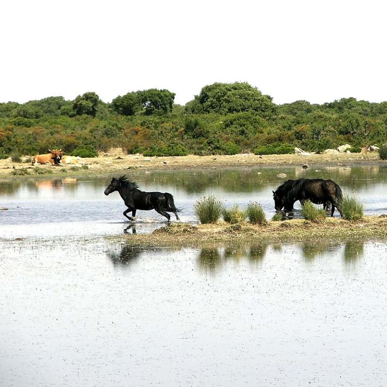 Chevaux de la Giara à Genoni. - CC BY-SA 3.0 - Comune di Genoni 